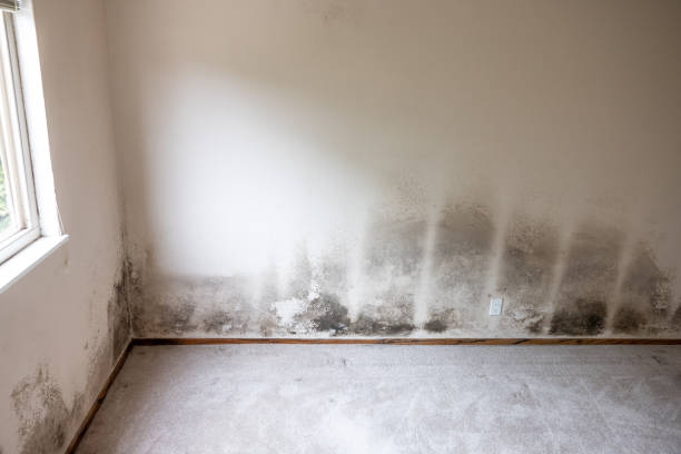 Reliable St Helens, OR Mold Inspection, Removal & Remediation Solutions